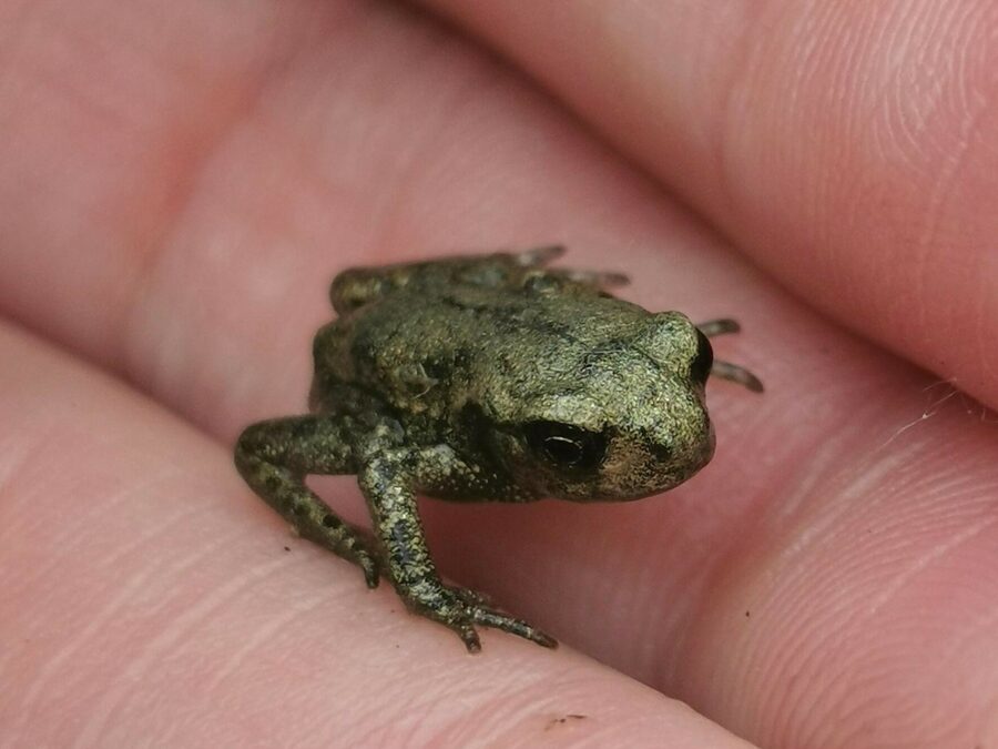 Animals and Habitats (EYFS)